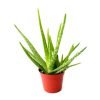 Aloe Vera Plants