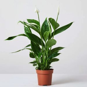 Peace Lily Plants