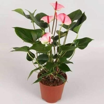 Anthurium Plants