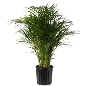 Areca Palm Plant