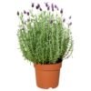 Lavender Plants