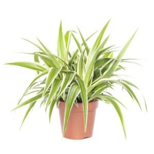 Green Spider Plants