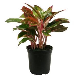 Chinese Evergreen Plant