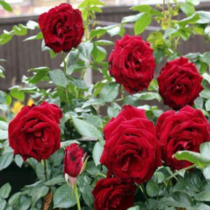 Button Rose plants