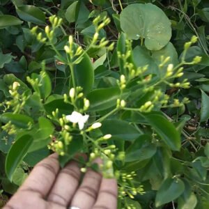 Santhna Mullai plants