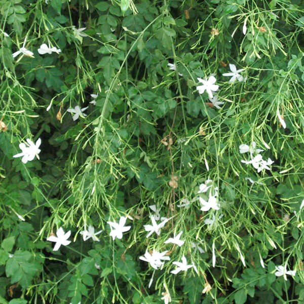 Jathi Malli plants