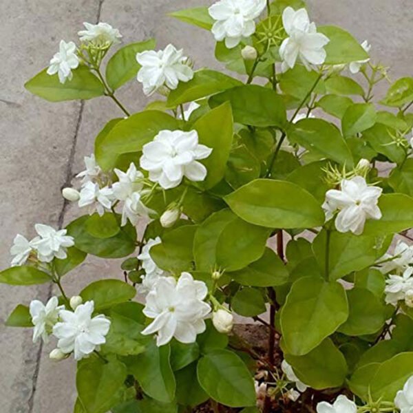 Jasminum plants