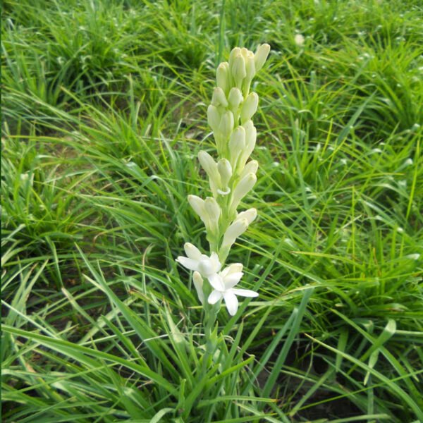 Sambangi plants