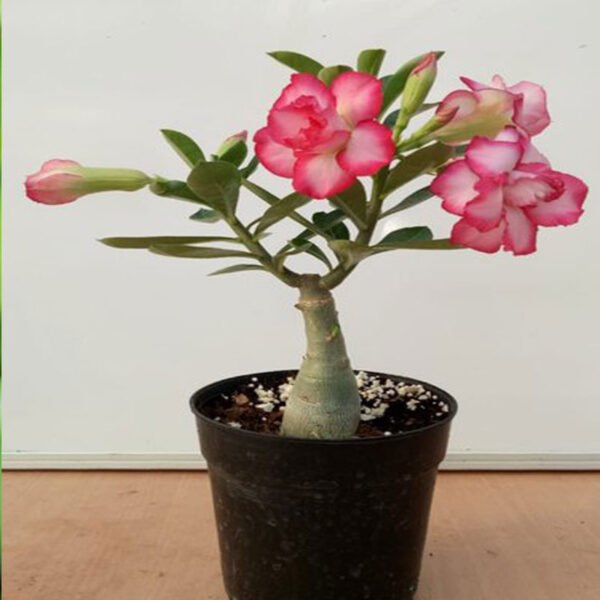 Adenium plants