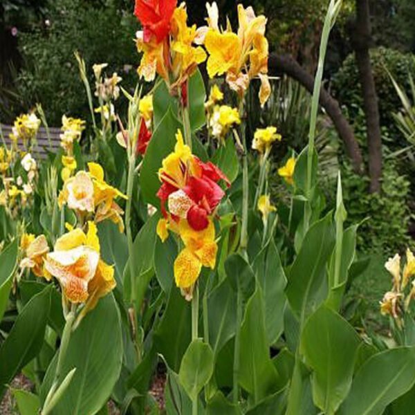 Canna lily plants