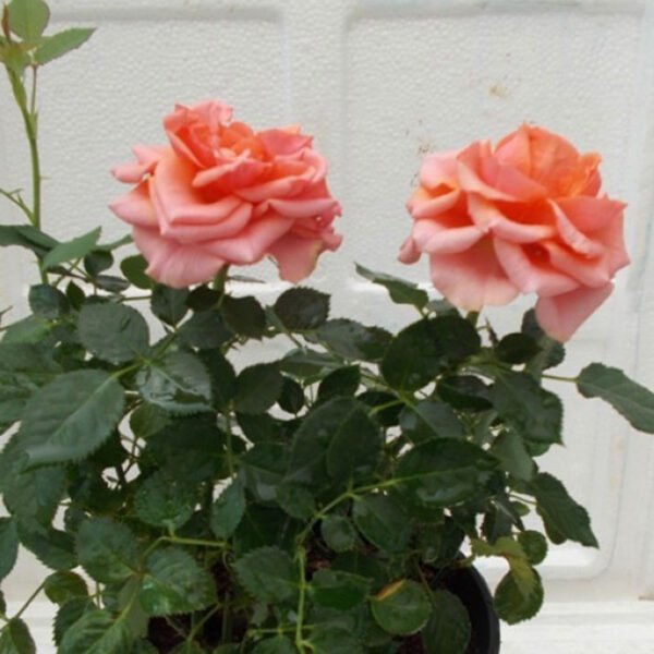 Rose plants