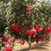 Pomegrante plants