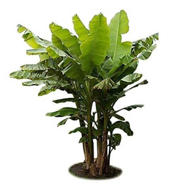 Banna plants