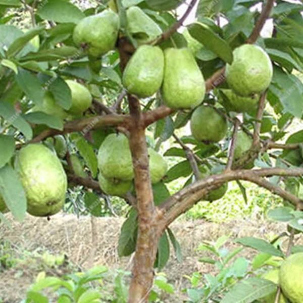 Guava Plants