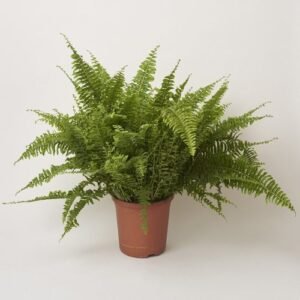 Ferns Plants