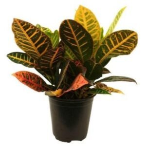 Croton Plants