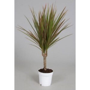 Dragon Tree Plants