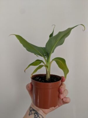 Dwarf banana Plants