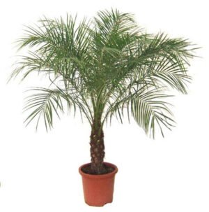 Dwarf Date Palm Plants