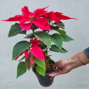 Poinsettia Red Plants
