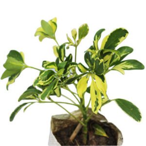 Schefflera Plants
