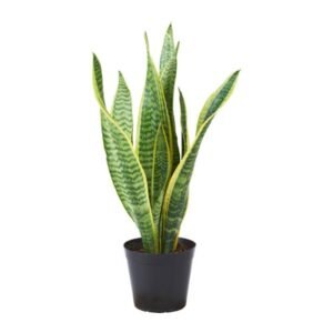 Snake Plants