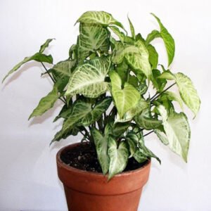 Syngonium Green Plants