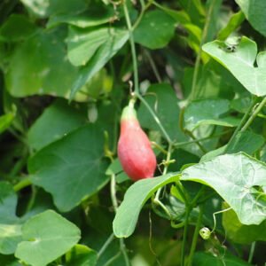 Appakovai Keerai Plants