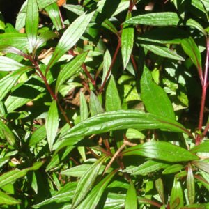 Ayapana Plants