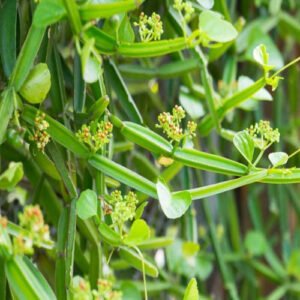 Pirandai Plants