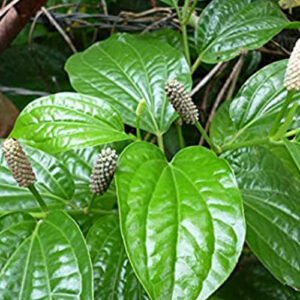 Thippili Plants