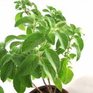 Tulsi Plants