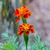 Marigold Plants