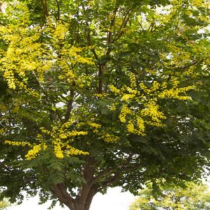 Golden Rain Tree Plants