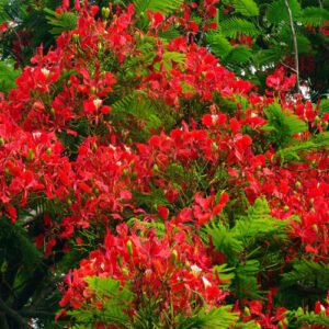 Delonix Flame Tree Plants