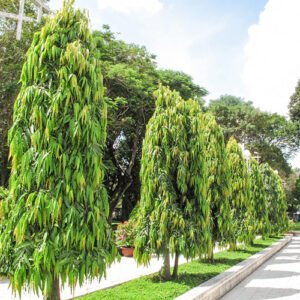 Ashoka Tree Plants
