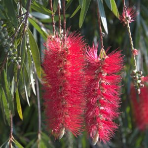 Red Casecade Bottle Brush Plants