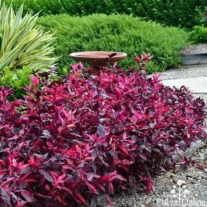 Alternanthera Red Plants