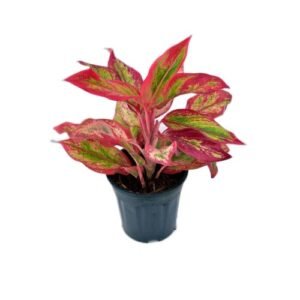 Aglaonema Plants