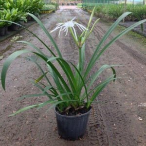 Spider lily Plants