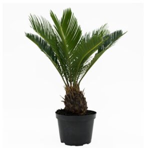 Sogo Palm Plants