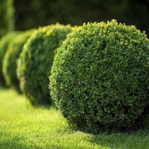 Buxus Plants