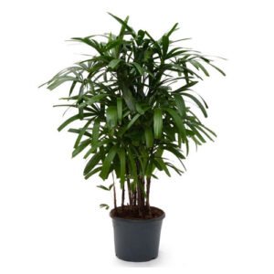 Lady Palm Plant