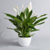 Peace lily plants