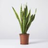 Snake Plants