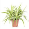 Green Spider Plants