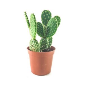 Bunny Ears cactus plants