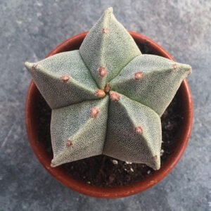 Star Cactus plants