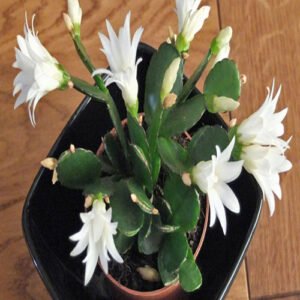 Buy Easter Cactus plants online in chennai - Prabhanjan Horticulture