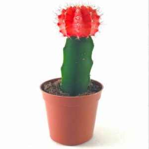 cactus in chennai